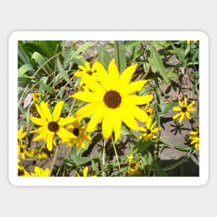 Yellow daisy Sticker